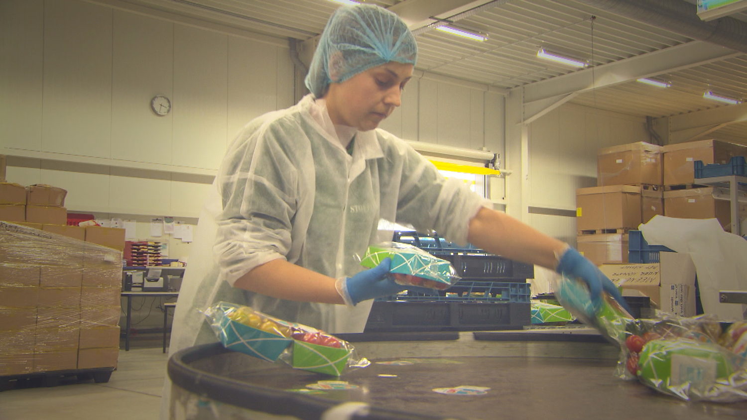 Volt-reporter Tatyana Beloy gaat aan de slag als tomatenplukker.