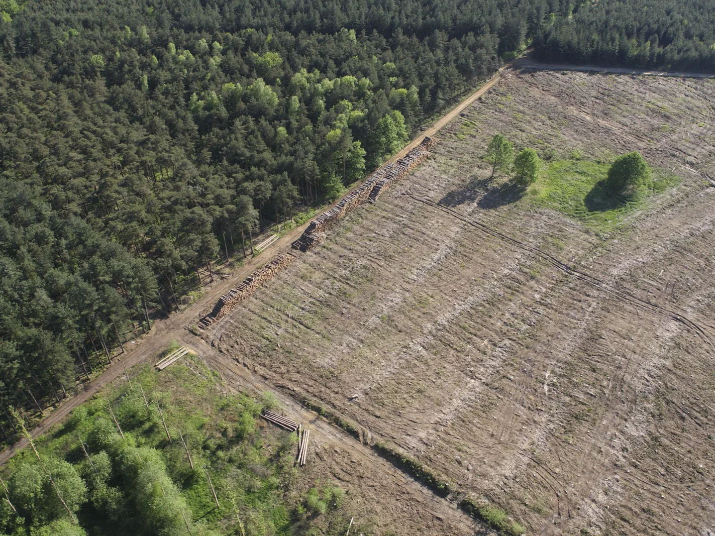 Waldflächen entsprechend 300 Fußballfeldern wurden 2024 in Flandern abgeholzt
