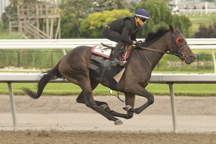 Flysofreeashleeb training at Woodbine (Michael Burns Photo)