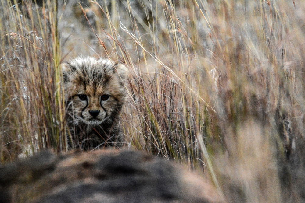 cheetah-7438381_1920