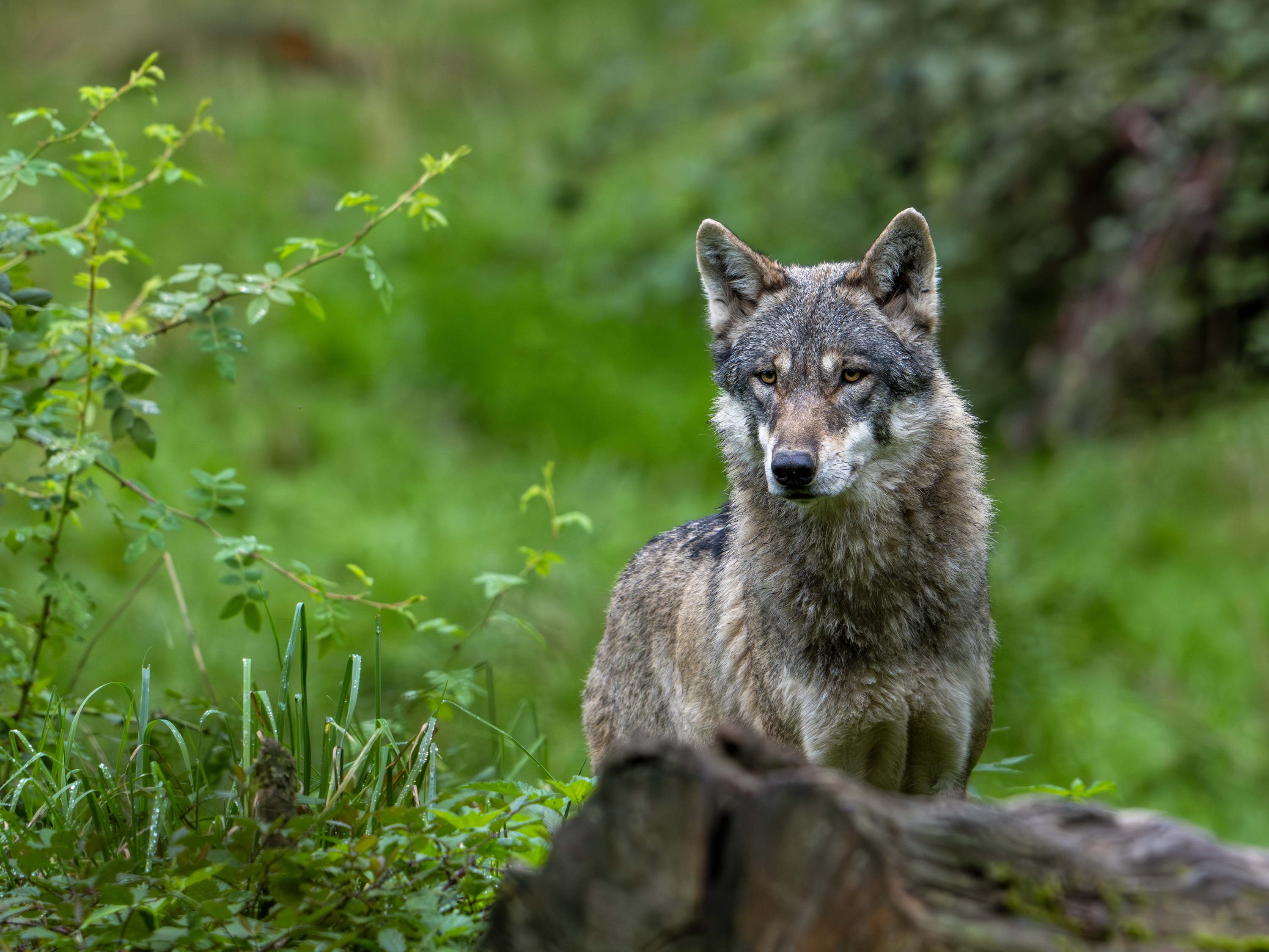 Wolf attacks in Flanders spark political row over protection status
