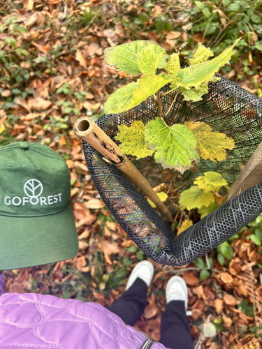 Tree planting Belgium