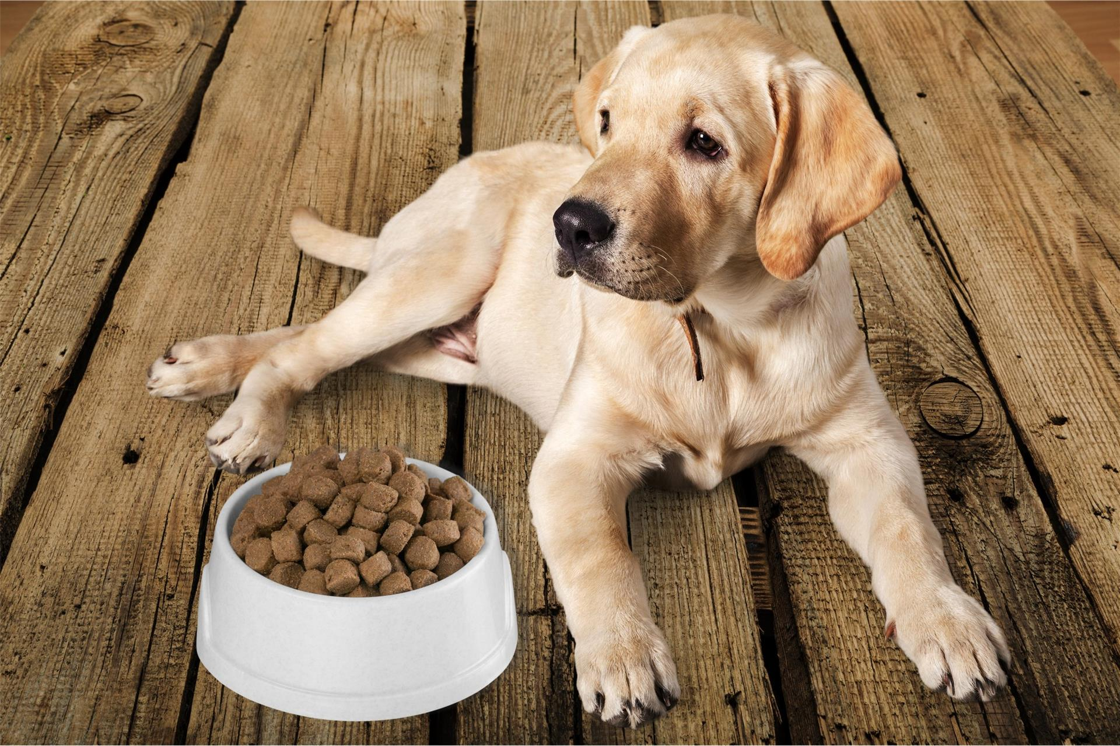 Elevating Pet Diets: The Jebsen & Jessen Approach to Pet Food Ingredients