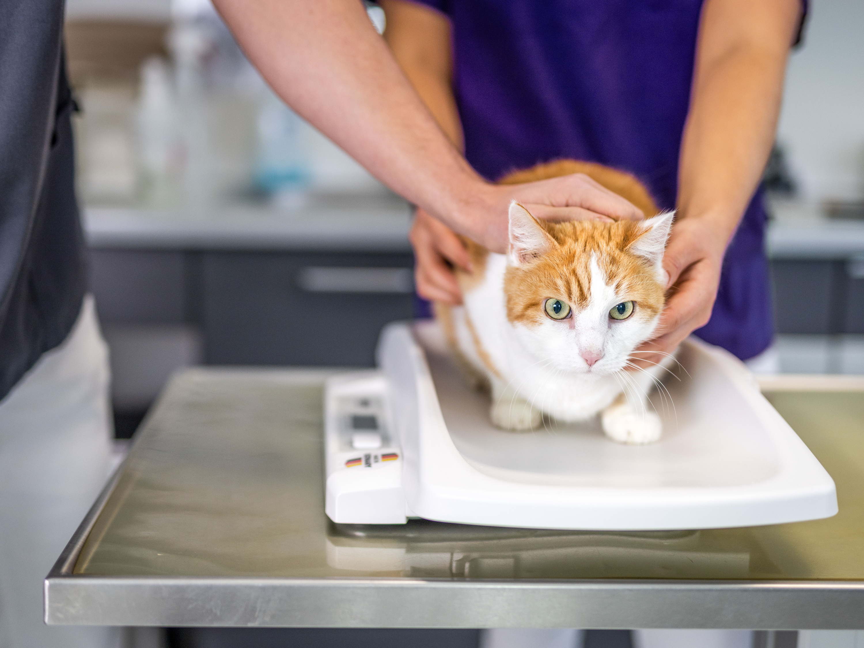 Tipps für die Medikamentengabe bei Katzen