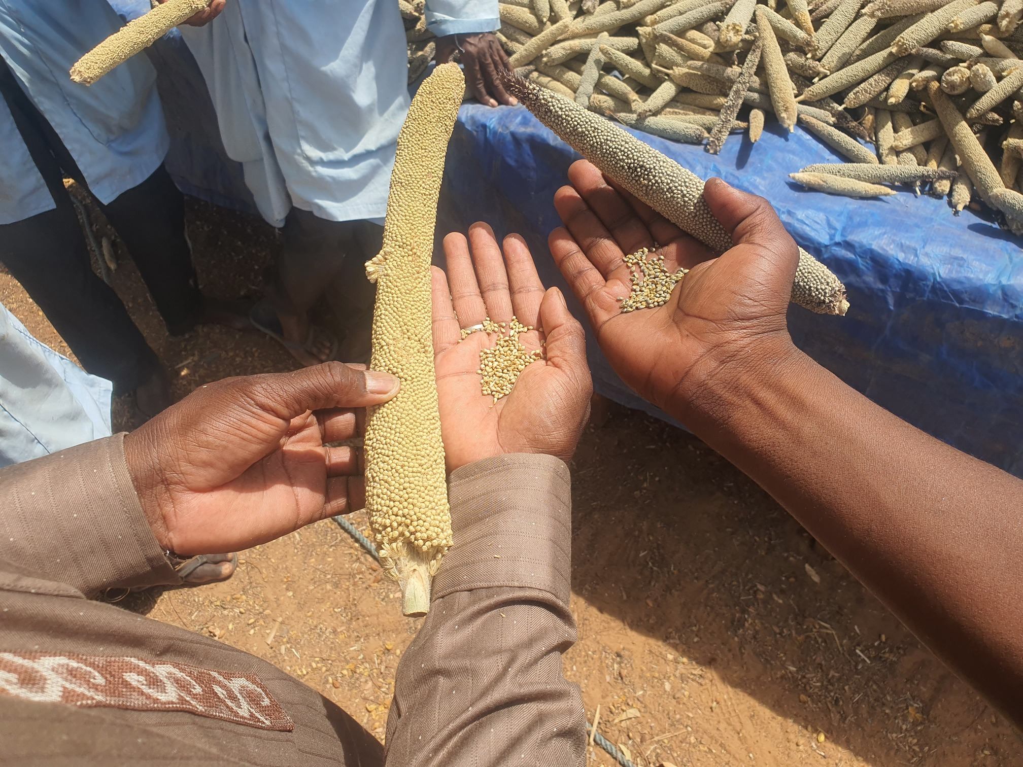 A sample of Sosat millet variety (lighter and longer) on the left and a sample of Chakti millet (darker and shorter) on the right. Image by Fanta Chamsou for Mongabay Africa. A sample of Sosat millet variety (lighter and longer) on the left and a sample of Chakti millet (darker and shorter) on the right. Image by Fanta Chamsou for Mongabay Africa.
