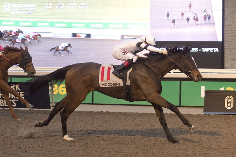 Millie Girl and jockey Rafael Hernandez winning the Maple Leaf Stakes on November 11, 2023 at Woodbine (Michael Burns Photo)