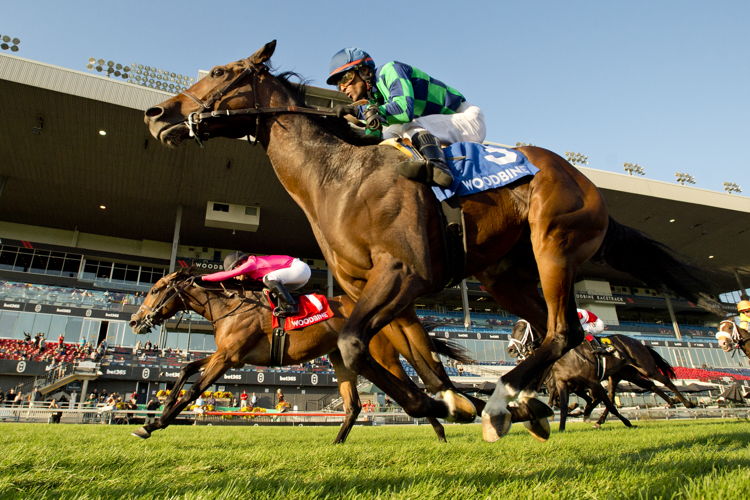 Scorching (#3) and jockey Patrick Husbands winning the Cup & Saucer Stakes on October 6, 2024 at Woodbine (Michael Burns Photo)