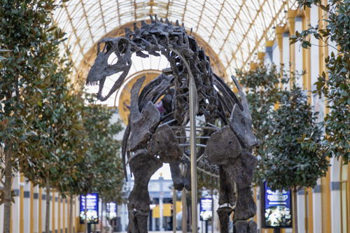 Apatosaurus