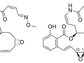 Leuven researchers discover potential anti-cancer agents in diseased fish 