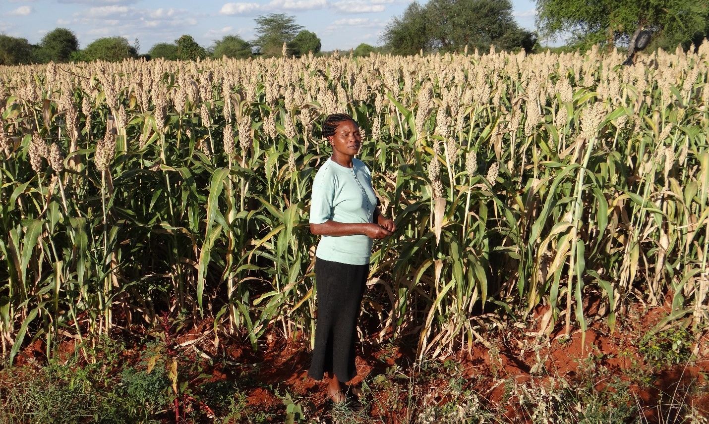 ICRISAT-AGRA collaborate on drought tolerant crops value chain development