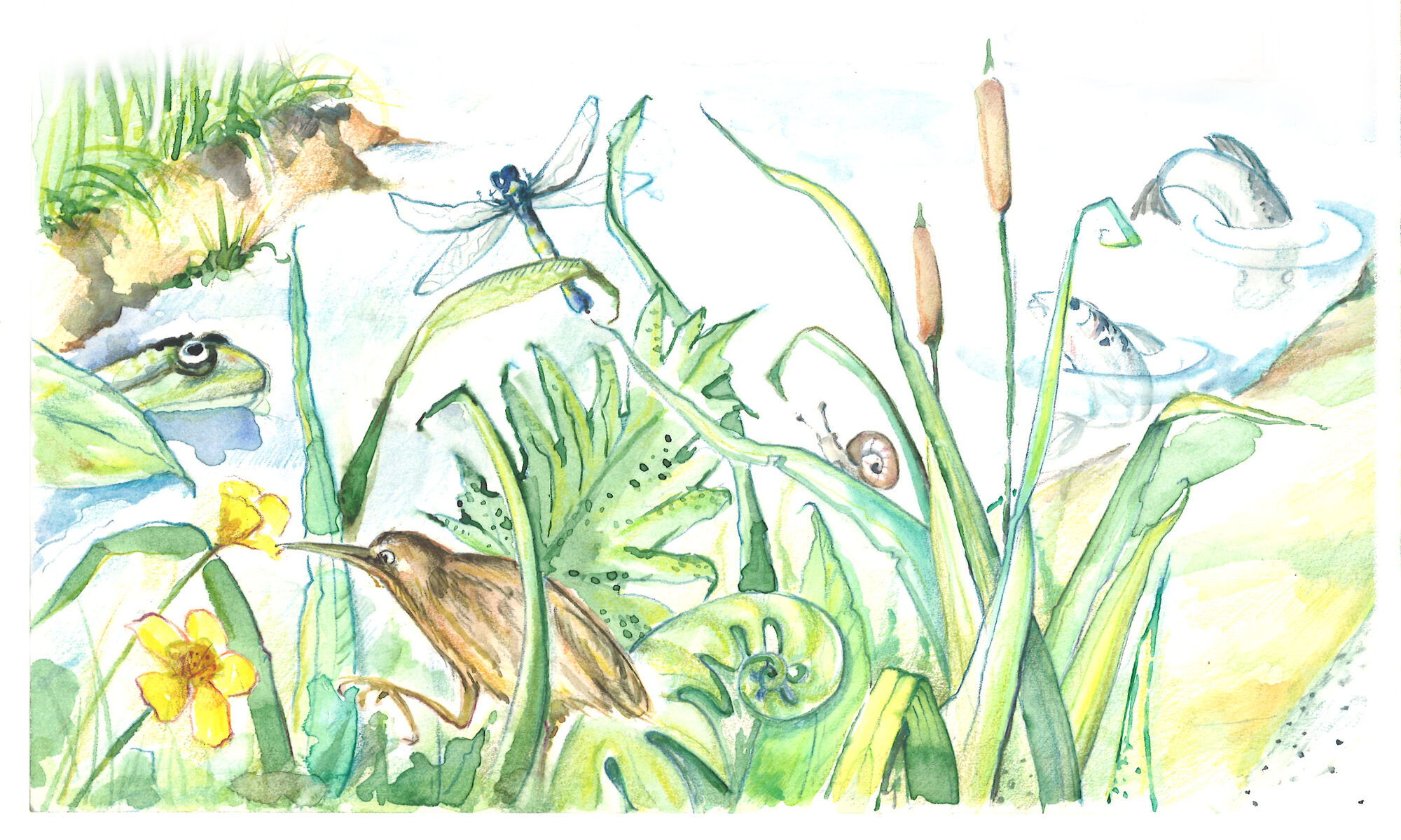 Meer biodiversiteit in en om het water, met extra aandacht voor onder andere de roerdomp © VLM, Kyra Boelens