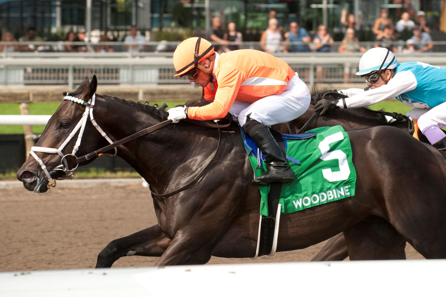 Junior Hot Shot winning the Elgin Stakes on August 25, 2024 at Woodbine (Michael Burns Photo)