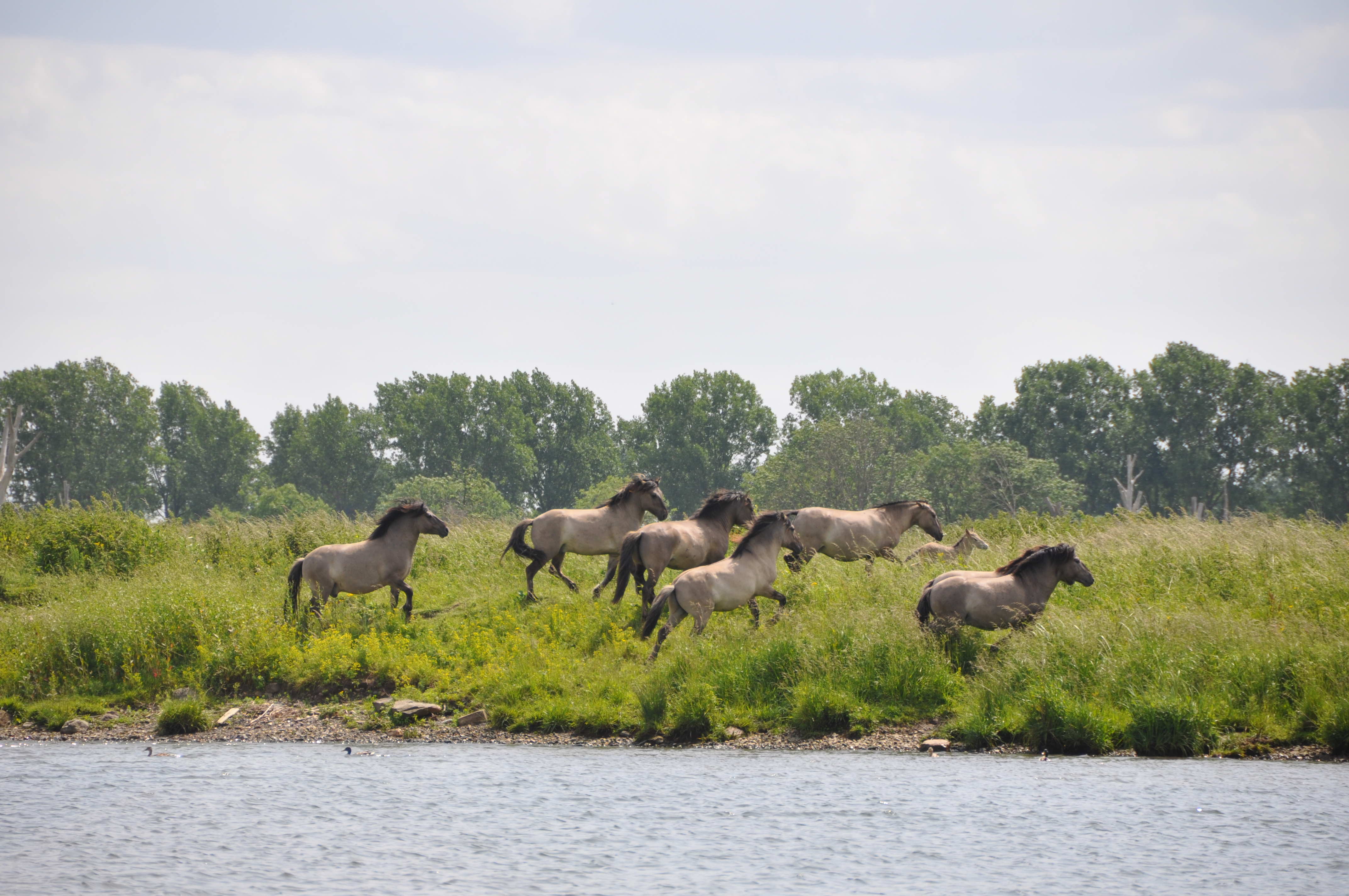 Een kudde konikpaarden galoppeert in en uit het water.