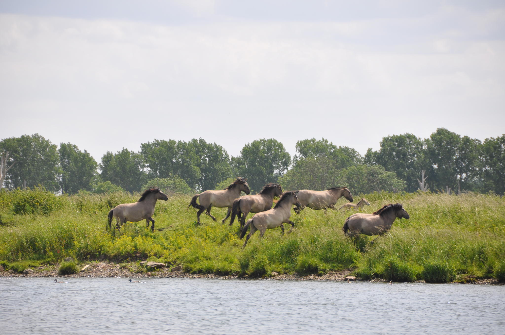 Een kudde konikpaarden galoppeert in en uit het water.