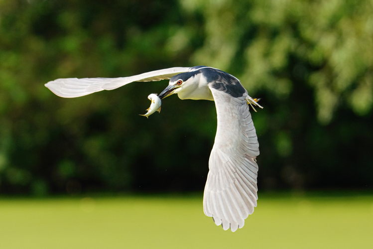 Nieuwdonk kwak met vis - copyright: Rudi Van Onderbergen