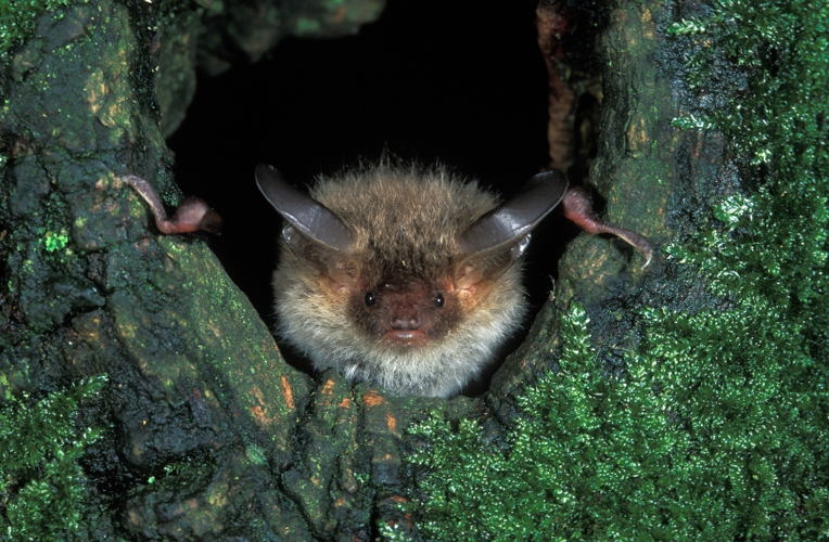 Chauves-souris Murin de Bechtein (©Rollin Verlinde)