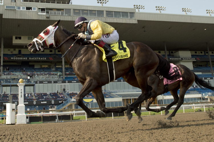 Pleasure's Gold and jockey Rafael Hernandez winning the Bellade Stakes on July 13, 2024 at Woodbine (Michael Burns Photo)
