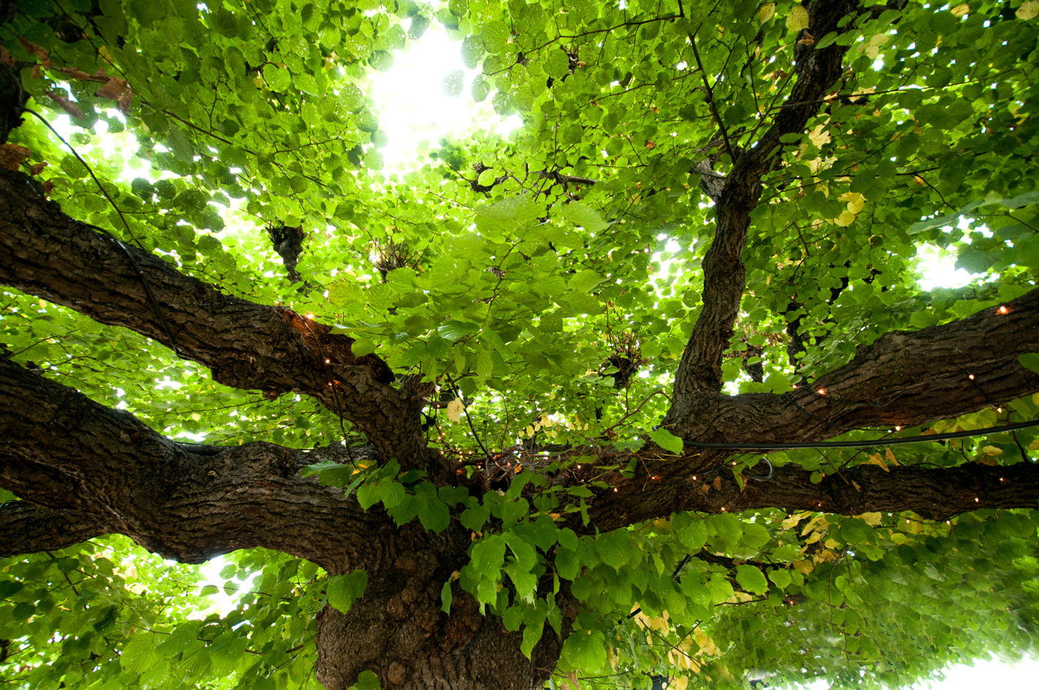 Etten-Leur - Moeierboom
