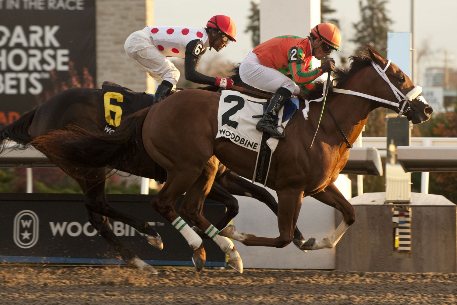 Hal and jockey Justin Stein winning the Display Stakes on November 5, 2022, at Woodbine (Michael Burns Photo)
