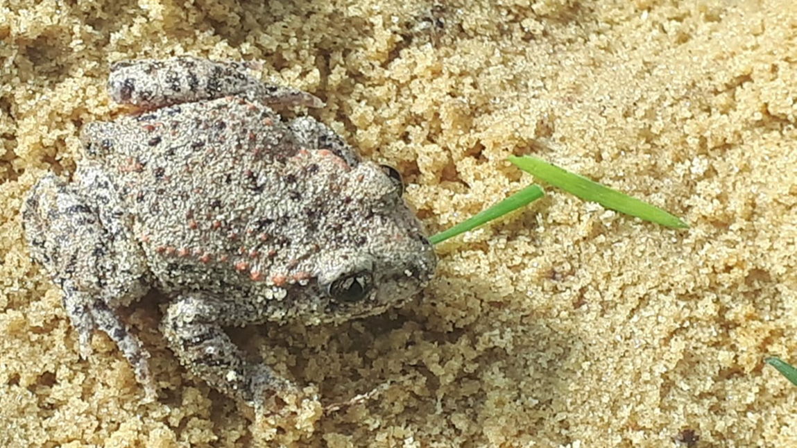 De vroedmeesterpad, een bedreigde diersoort, werd uitgezet in groeve Blaivie in Overijse