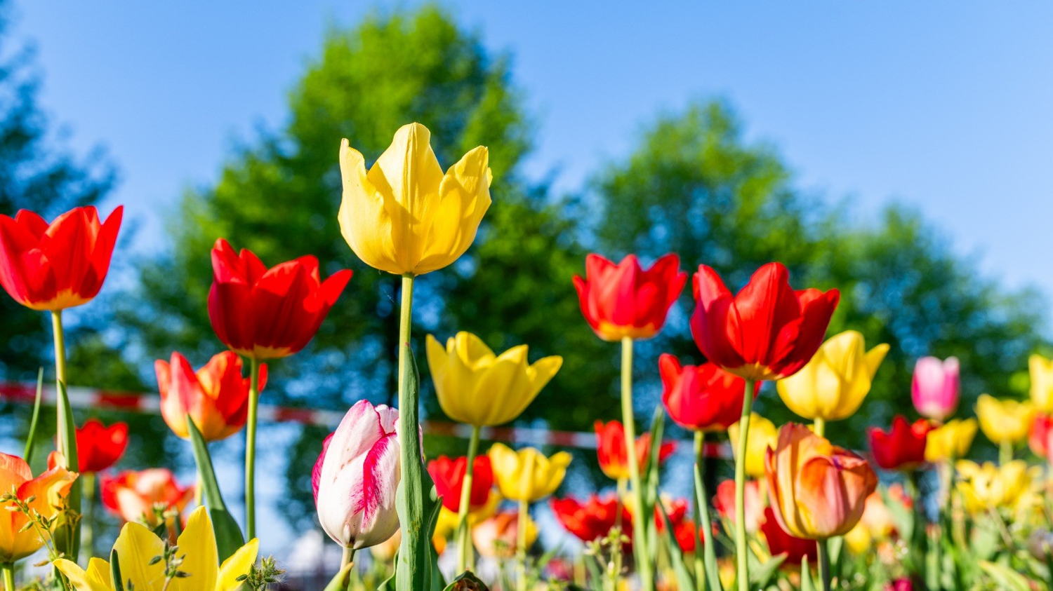 Tulpenpluk 2025, foto Wim Hadermann