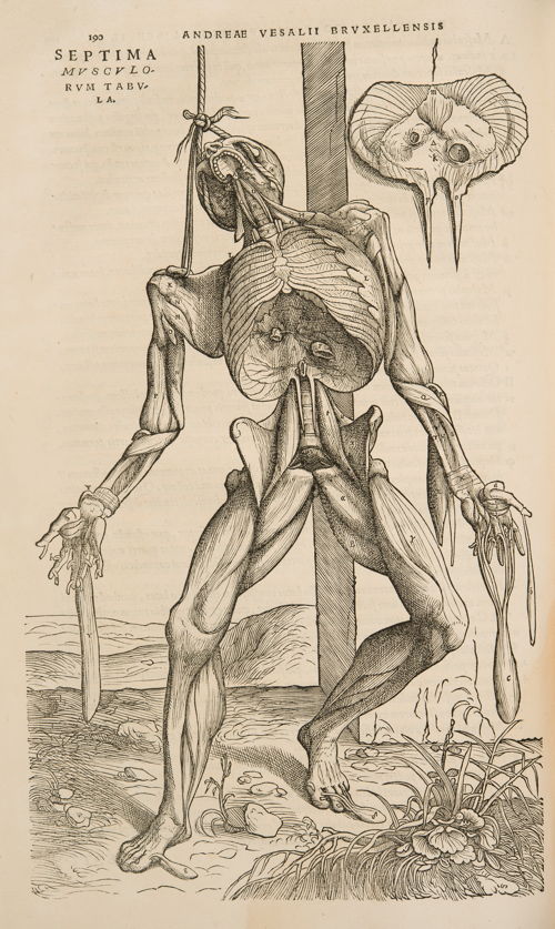 André Vésale, De Humani Corporis Fabrica Libri Septem, Bâle, 1543 ©  KU Leuven, Universiteitsbibliotheek, CaaC17 - Bruno Vandermeulen