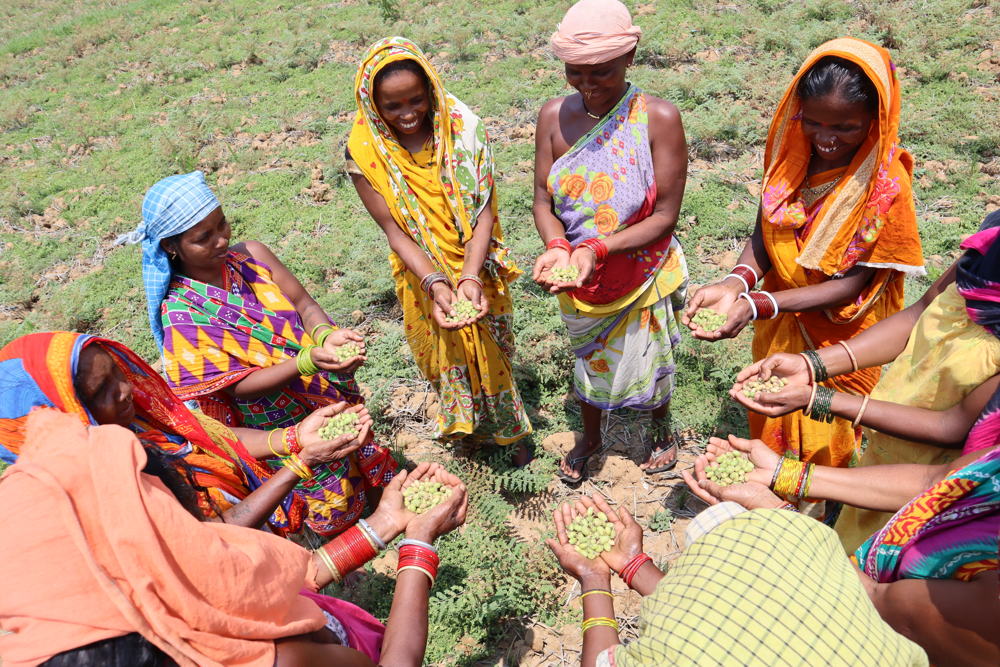 Women farmers with chickpea crop.