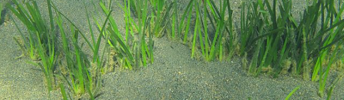 Use it or lose it: How seagrasses conquered the sea