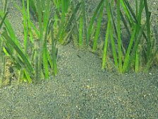 Use it or lose it: How seagrasses conquered the sea