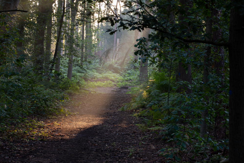 Bosmanshoeckbos (© Gert Arijs)