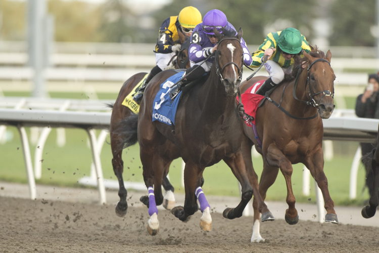 Artie's Storm and jockey Emma-Jayne Wilson winning the Durham Cup on October 7, 2023 at Woodbine (Michael Burns Photo)
