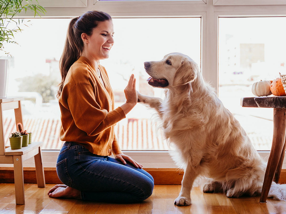 Neue Generation der Hunde-OP- und Krankenversicherung