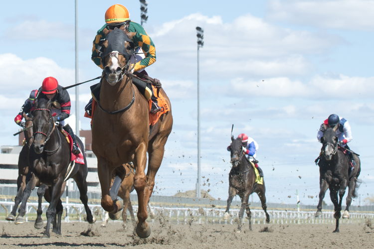 The field of the Thorncliffe Stakes fans out, before Arzak and jockey Kazushi Kimura pull away to win the inaugural event at Woodbine on Sunday. (Michael Burns Photo) The field of the Thorncliffe Stakes fans out, before Arzak and jockey Kazushi Kimura pull away to win the inaugural event at Woodbine on Sunday. (Michael Burns Photo)