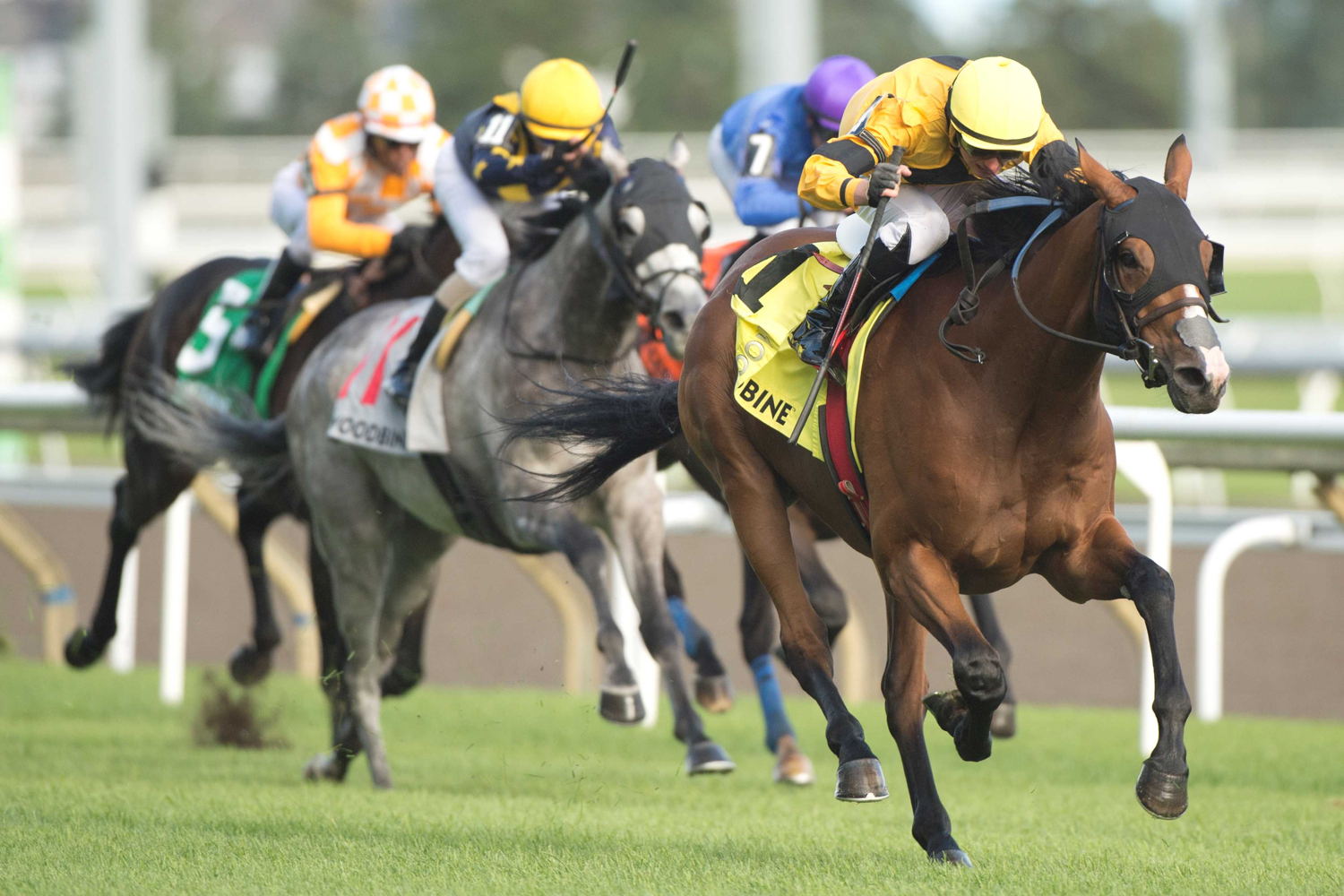 Lac Macaza and jockey Pietro Moran winning the Niagara Stakes on September 7, 2024 at Woodbine (Michael Burns Photo)