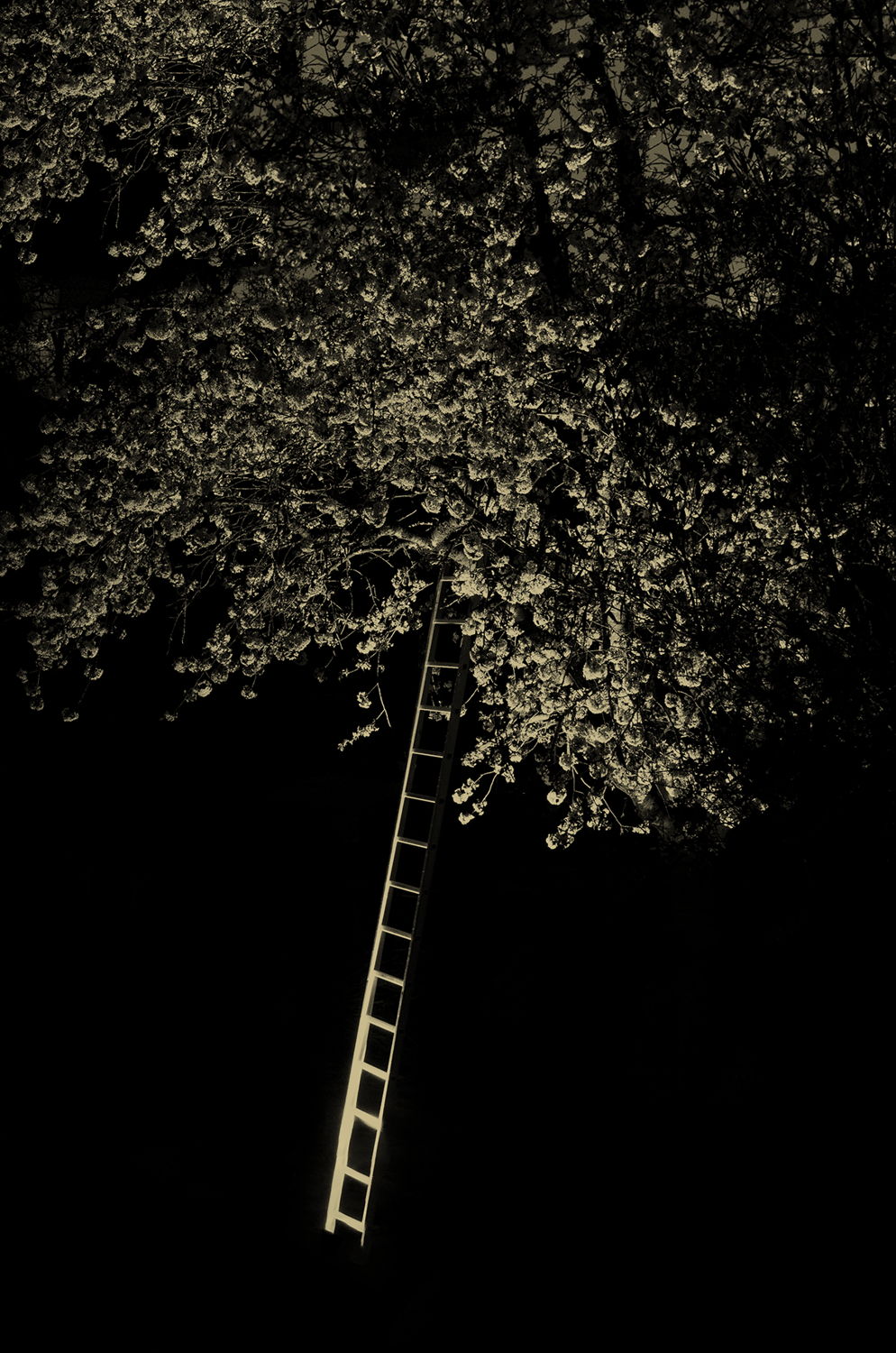Paul Cupido, Tree-ladder. © Paul Cupido. Courtesy IBASHO Gallery, Antwerp