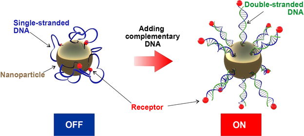 Figure 1. Adding a complementary DNA strand activates the receptors on the nanoparticle surface. Credit: Vladimir Cherkasov et al.