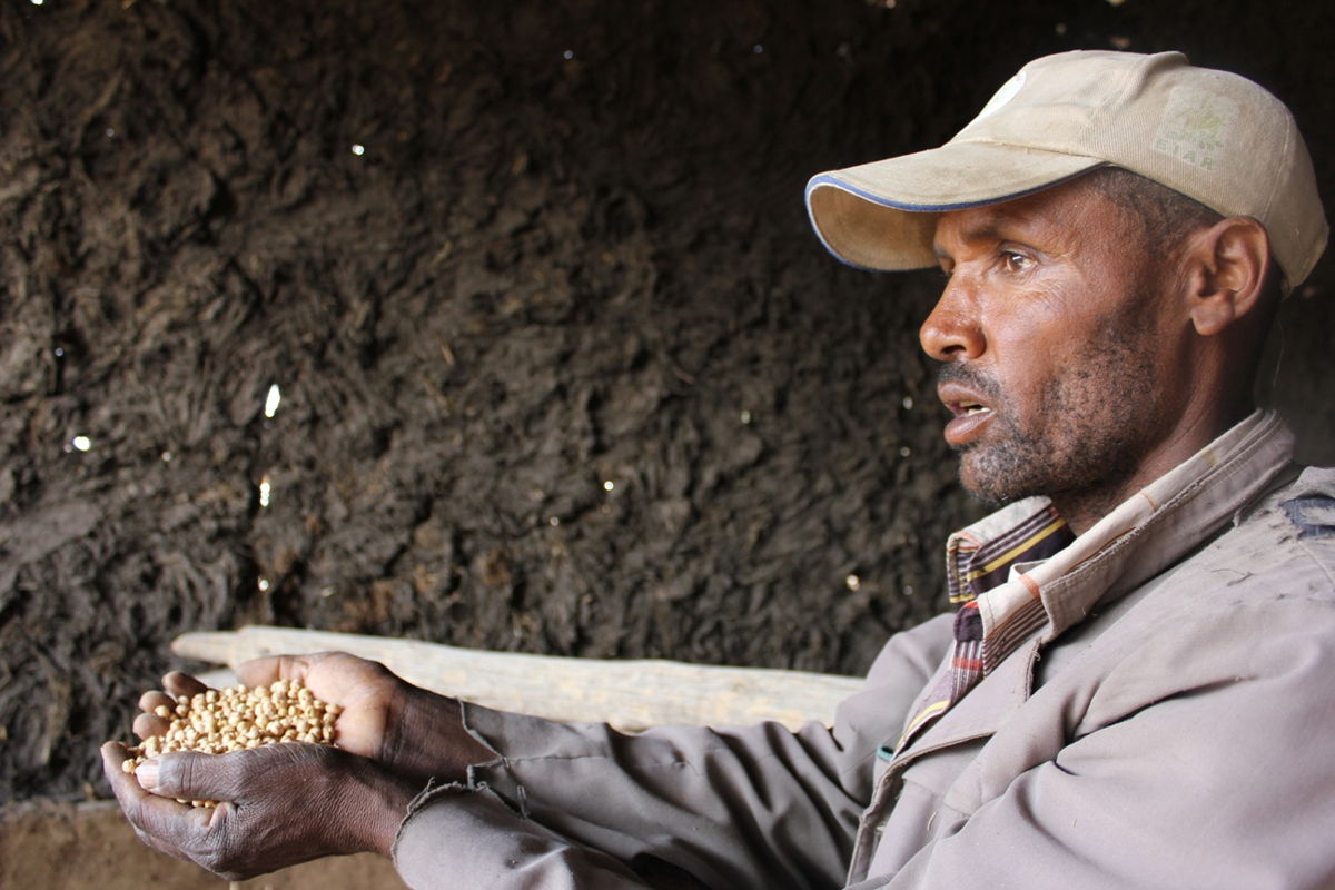 Seed producer Bedilu Mamo from Tulu Rae central Ethiopia in his granary with new variety of chickpea seeds. Photo: ICRISAT