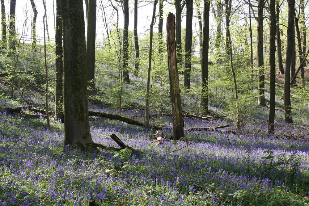 Heynsdaelebos