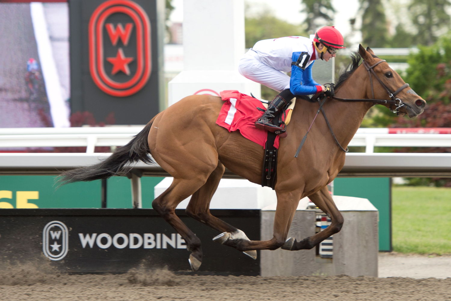 Ella It Is and jockey Pietro Moran wearing René Hunderup's silks at Woodbine (Michael Burns Photo)