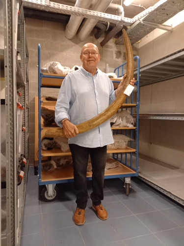 Tienduizenden jaren oude mammoetbeenderen uit Berlare arriveren in Ename