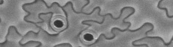 Open stomata in Arabidopsis