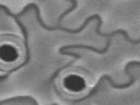 New insights in plant response to high temperatures and drought