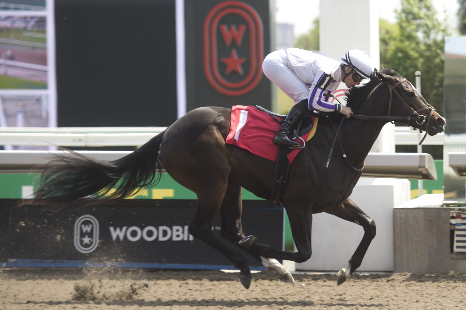 Carlisle Bay and jockey Emma-Jayne Wilson winning Race 3 on May 26, 2024 at Woodbine (Michael Burns Photo)