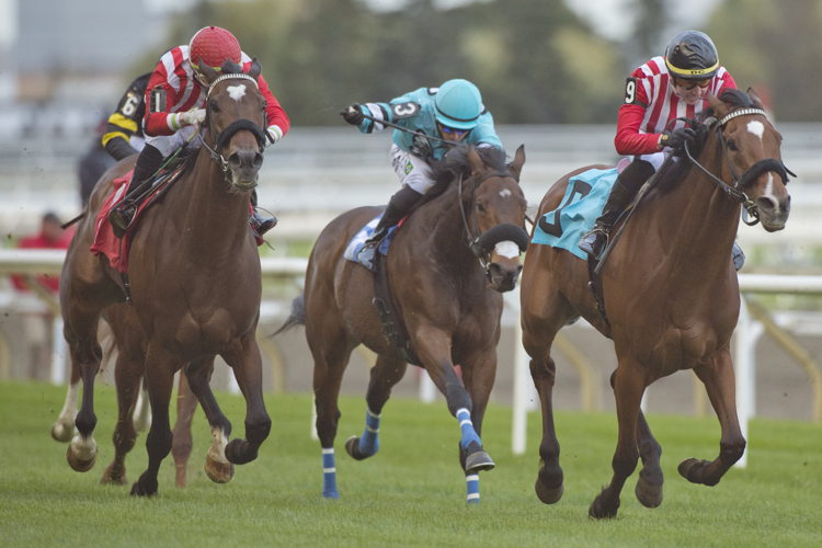 Prideofdistinction and jockey Declan Carroll winning Race 9 on October 15, 2023 at Woodbine (Michael Burns Photo)