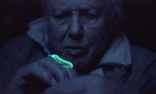 David Attenborough's Light on Earth - (c) Terra mater / Redbull Media