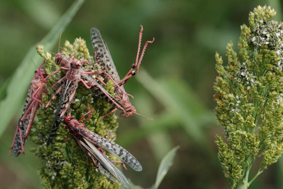 Empowering West Africa Against Locust Threats: Harnessing the Expertise of Women Scientists 