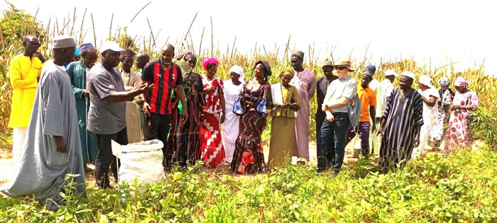 Senegalese Farmers Embrace Climate-Smart Agricultural Innovations in AICCRA Project