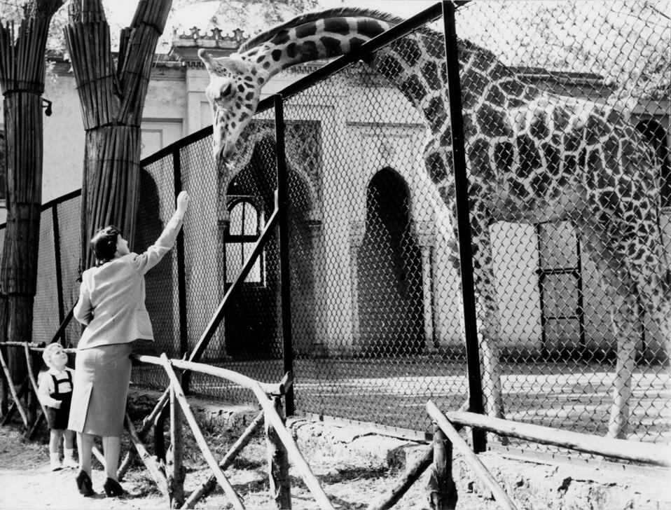 A woman with her child feeds a giraffe at the Giardini Pubblici zoo, now Giardini Montanelli. Milan (Italy), 1950. AKG10404655 © akg-images / Archivio Mario De Biasi per Mondadori Portfolio