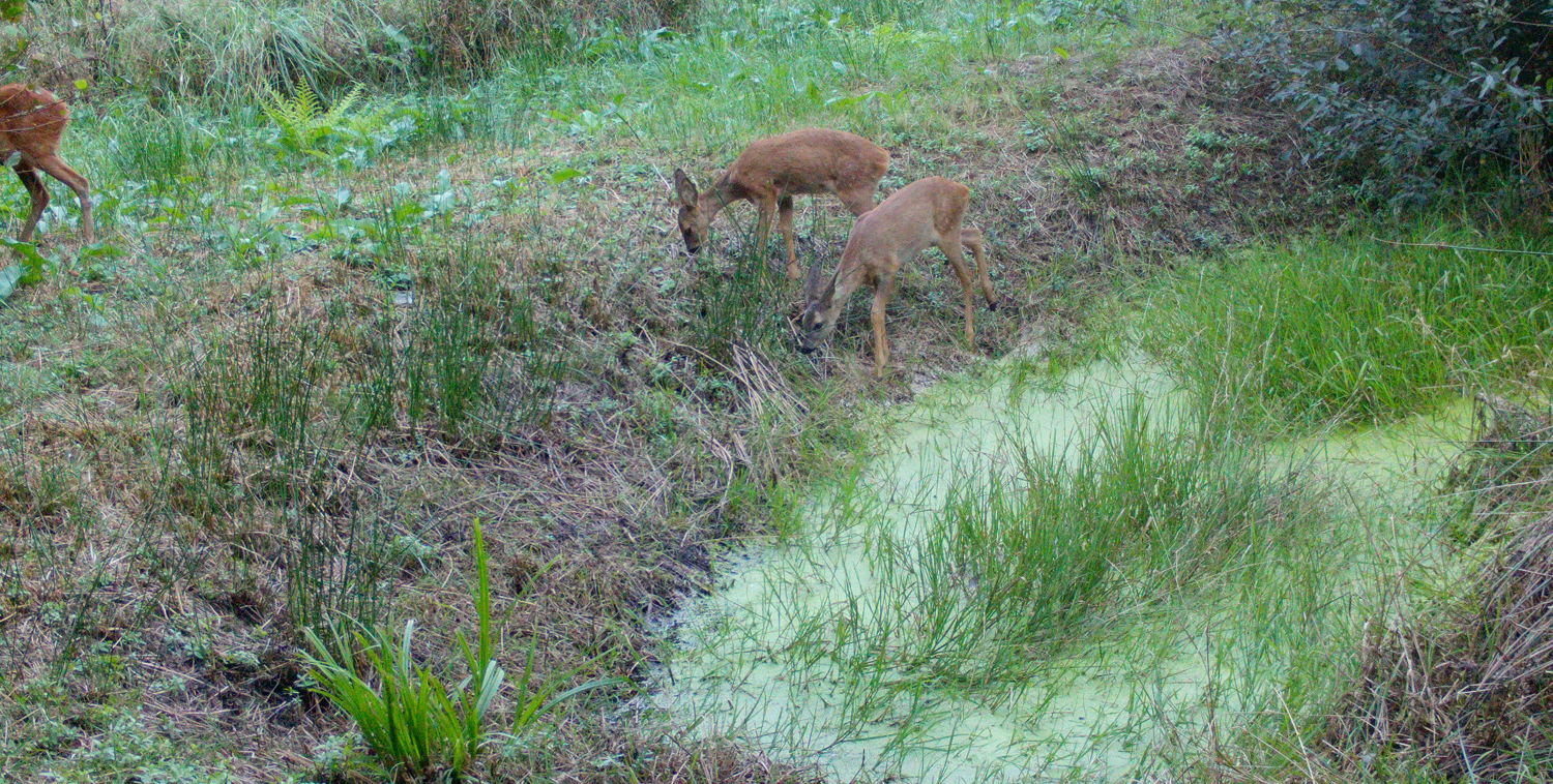 Reekalfjes in het Kloosterbos