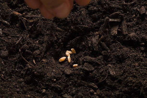 Seeds of Opportunity: The African Growth Series